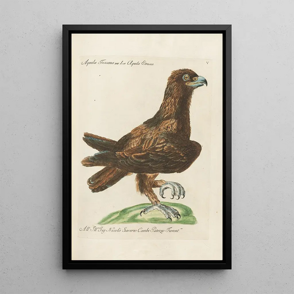 Ornithologie méthodiquement disposée Pl005 - Saverio Manetti — quadro incorniciato alla parete