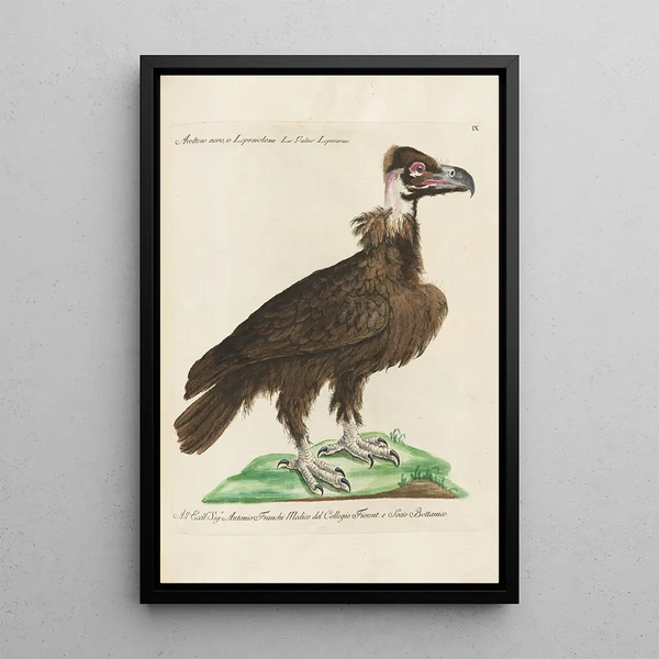 Ornithologie méthodiquement disposée Pl009 - Saverio Manetti — quadro incorniciato alla parete