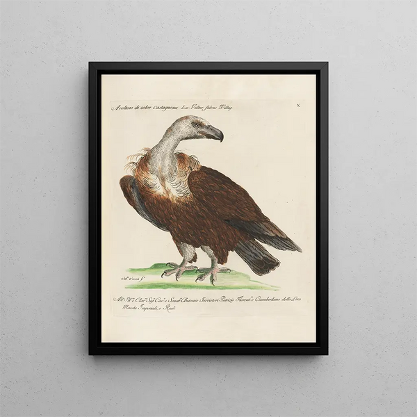 Ornithologie metodicamente digerito Pl010 - Saverio Manetti — quadro incorniciato alla parete