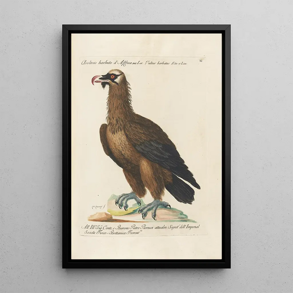 Ornithologie metodicamente disposto Pl011 - Saverio Manetti — quadro incorniciato alla parete