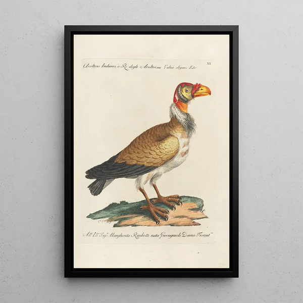Ornithologie méthodiquement disposée Pl012 - Saverio Manetti — quadro incorniciato alla parete