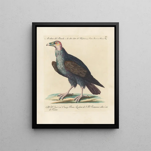 L'ornithologie metodicamente digerita Pl013 - Saverio Manetti — quadro incorniciato alla parete