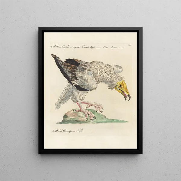 L'ornithologia metodicamente digerita Pl014 - Saverio Manetti — quadro incorniciato alla parete
