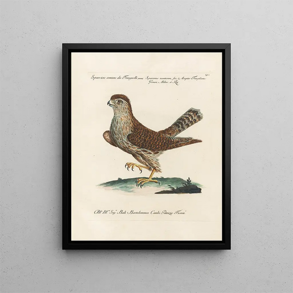 Saverio Manetti - Ornithologia methodice digesta Pl016.webp