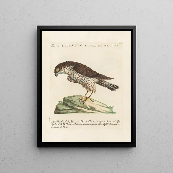 Ornithologie metodicamente digerito Pl018 - Saverio Manetti — quadro incorniciato alla parete