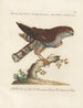 Ornithologie metodicamente digerito Pl019 - Saverio Manetti — vista dell’opera