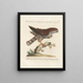 Ornithologie metodicamente digerito Pl019 - Saverio Manetti — quadro incorniciato alla parete