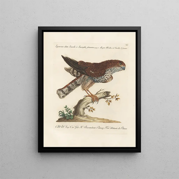 Ornithologie metodicamente digerito Pl019 - Saverio Manetti — quadro incorniciato alla parete