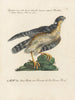 Ornithologie metodicamente digerito Pl020 - Saverio Manetti — vista dell’opera