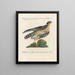 Ornithologie metodicamente digerito Pl020 - Saverio Manetti — quadro incorniciato alla parete