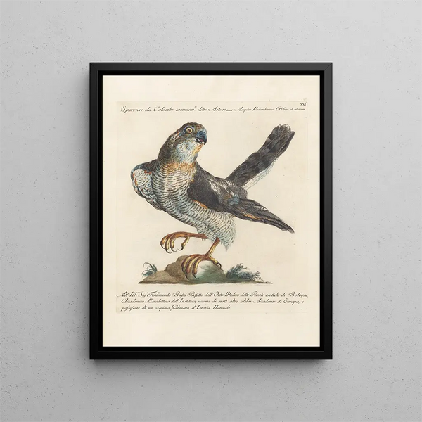 Ornithologie metodicamente digerito Pl021 - Saverio Manetti — quadro incorniciato alla parete