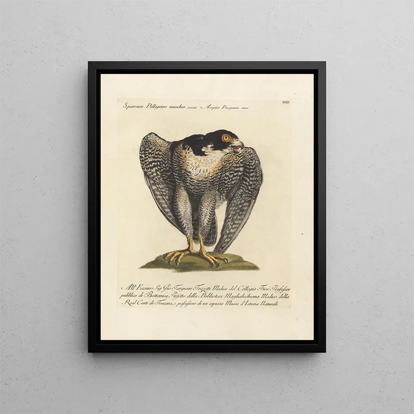 Ornithologie metodicamente digerito Pl023 - Saverio Manetti — quadro incorniciato alla parete
