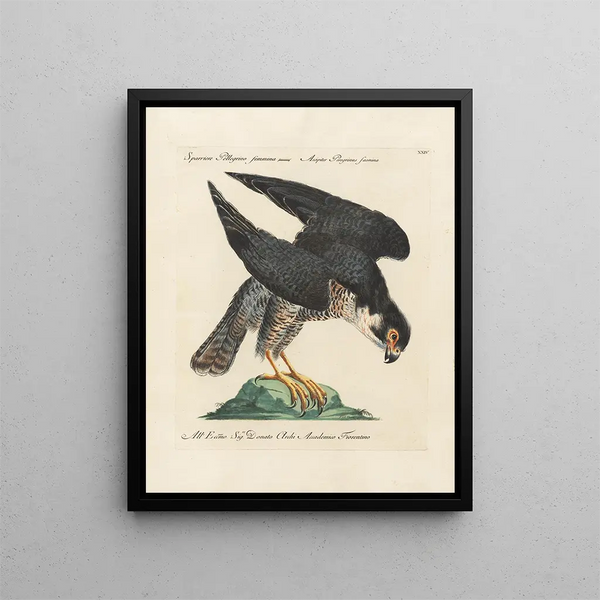 Ornithologia metodicamente digerito Pl024 - Saverio Manetti — quadro incorniciato alla parete