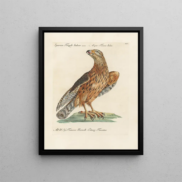 Ornithologie metodicamente digerito Pl026 - Saverio Manetti — quadro incorniciato alla parete