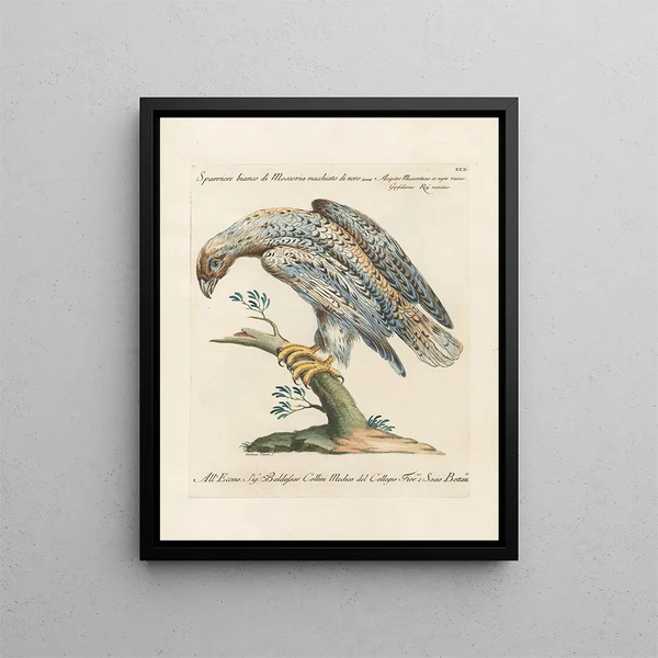 Ornithologie metodicamente digerito Pl030 - Saverio Manetti — quadro incorniciato alla parete