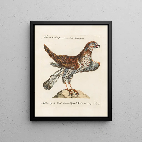 Saverio Manetti - Ornithologia methodice digesta Pl031.webp