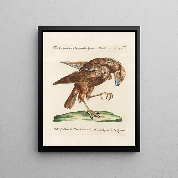 Ornithologie metodicamente digerito Pl032 - Saverio Manetti — quadro incorniciato alla parete