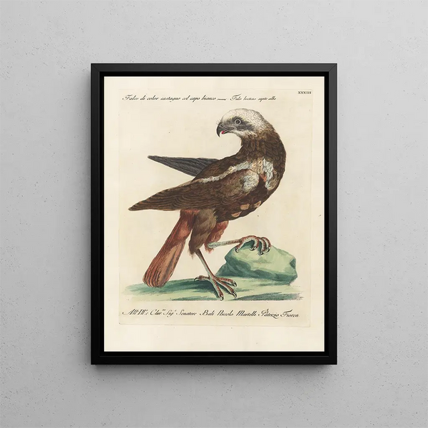Ornithologie metodicamente digerito Pl033 - Saverio Manetti — quadro incorniciato alla parete