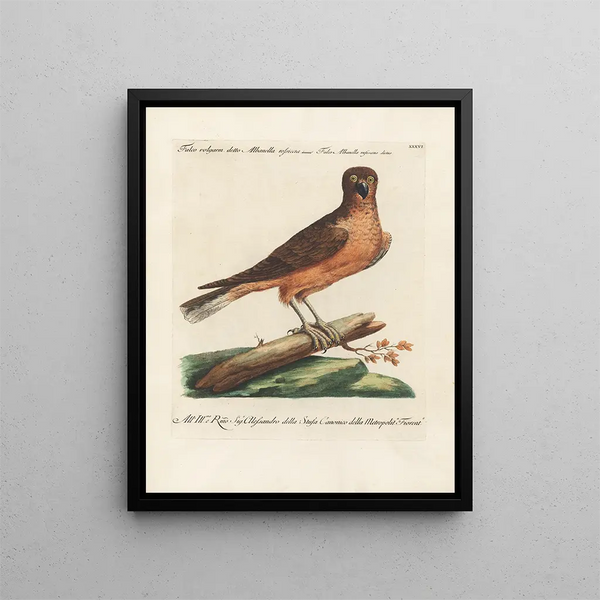Saverio Manetti - Ornithologia methodice digesta Pl036.webp