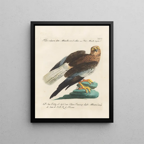 Ornithologie metodicamente digerito Pl037 - Saverio Manetti — quadro incorniciato alla parete