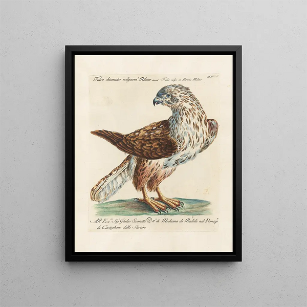 Saverio Manetti - Ornithologia methodice digesta Pl038.webp