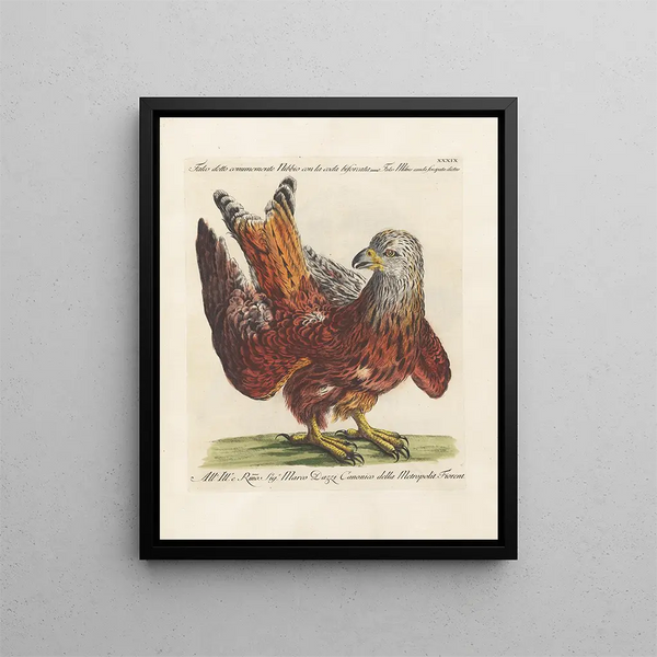 Ornithologie metodicamente digerito Pl039 - Saverio Manetti — quadro incorniciato alla parete