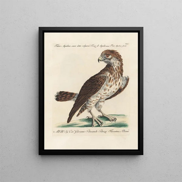 Ornithologie metodicamente digerito Pl041 - Saverio Manetti — quadro incorniciato alla parete