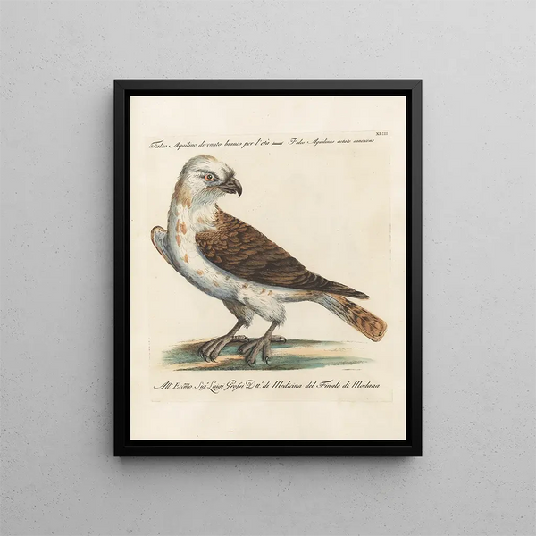 Ornithologie metodicamente digerito Pl043 - Saverio Manetti — quadro incorniciato alla parete