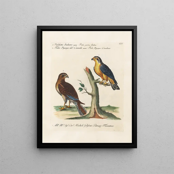 Ornithologie metodicamente digerito Pl044 - Saverio Manetti — quadro incorniciato alla parete