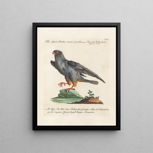 Ornithologie metodicamente digerito Pl046 - Saverio Manetti — quadro incorniciato alla parete