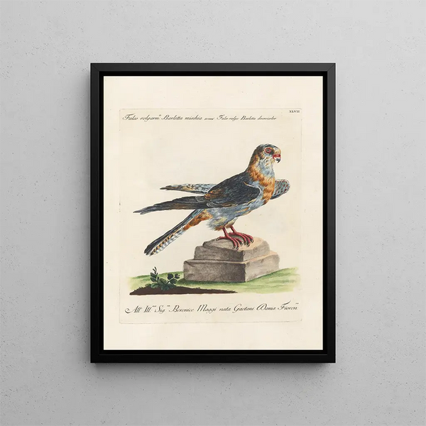 Saverio Manetti - Ornithologia methodice digesta Pl047.webp