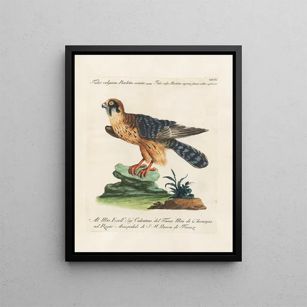Ornithologie metodicamente digerita Pl048 - Saverio Manetti — quadro incorniciato alla parete