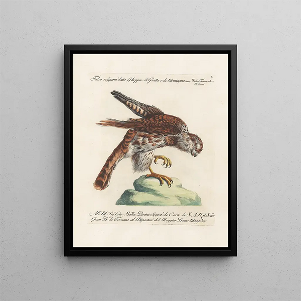 Ornithologie metodicamente digerito Pl050 - Saverio Manetti — quadro incorniciato alla parete