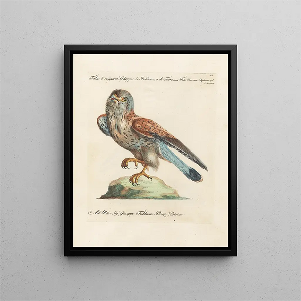 Ornithologie metodicamente digerito Pl051 - Saverio Manetti — quadro incorniciato alla parete