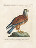 Ornithologie metodicamente digerito Pl052 - Saverio Manetti — vista dell’opera