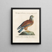 Ornithologie metodicamente digerito Pl052 - Saverio Manetti — quadro incorniciato alla parete