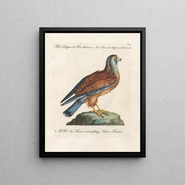 Ornithologie metodicamente digerito Pl052 - Saverio Manetti — quadro incorniciato alla parete
