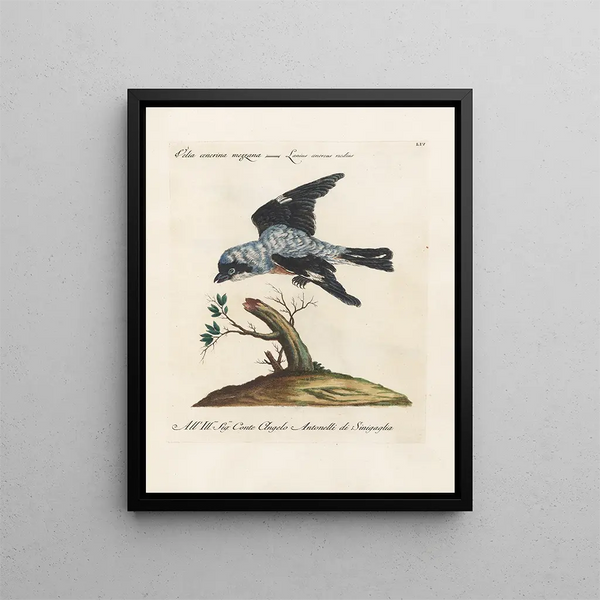 Saverio Manetti - Ornithologia methodice digesta Pl054.webp