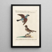 Ornithologie metodicamente disposto Pl055 - Saverio Manetti — quadro incorniciato alla parete