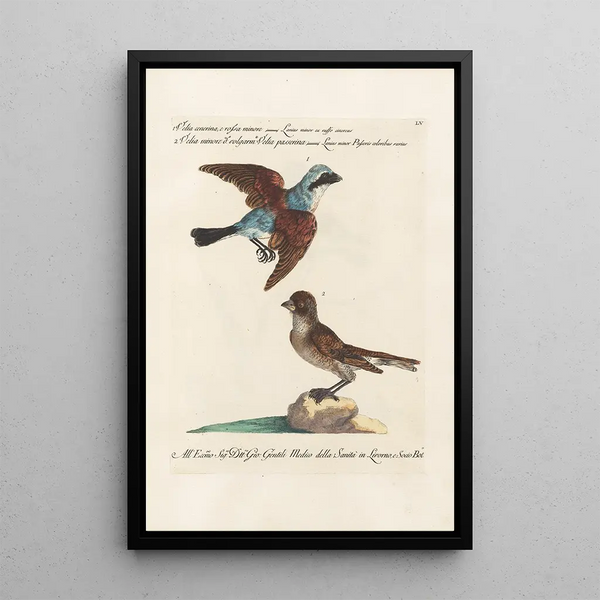 Ornithologie metodicamente disposto Pl055 - Saverio Manetti — quadro incorniciato alla parete