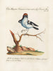 Ornithologie metodicamente digerito Pl056 - Saverio Manetti — vista dell’opera