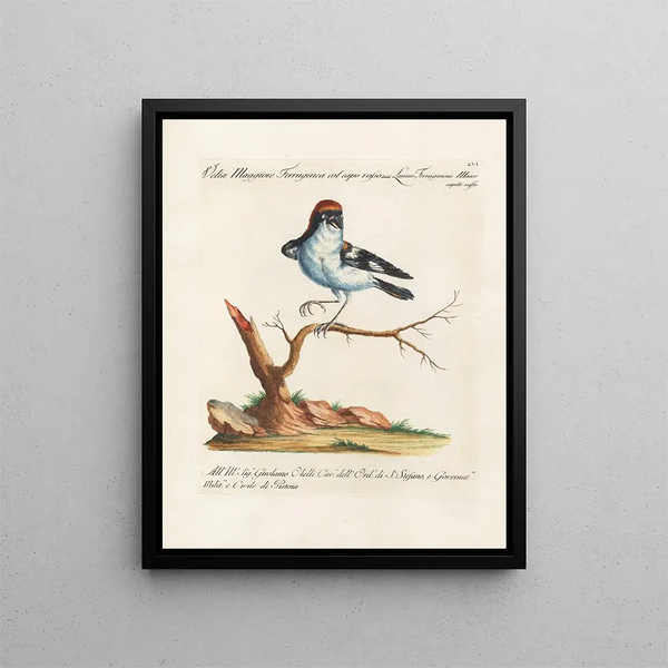 Ornithologie metodicamente digerito Pl056 - Saverio Manetti — quadro incorniciato alla parete