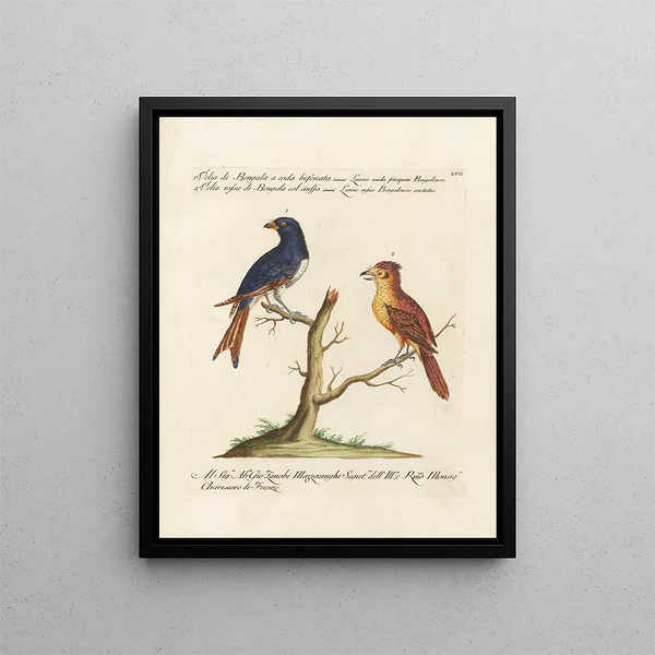 Ornithologie metodicamente digerito Pl057 - Saverio Manetti — quadro incorniciato alla parete
