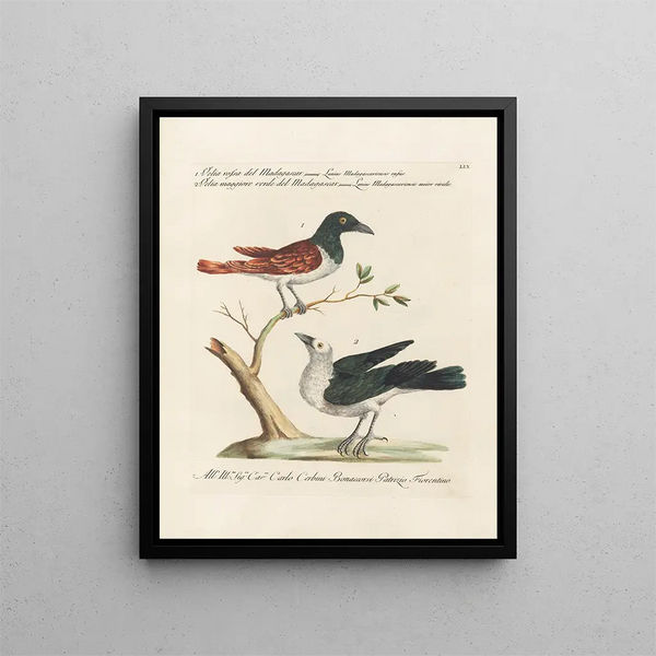 Ornithologie metodicamente digerito Pl059 - Saverio Manetti — quadro incorniciato alla parete