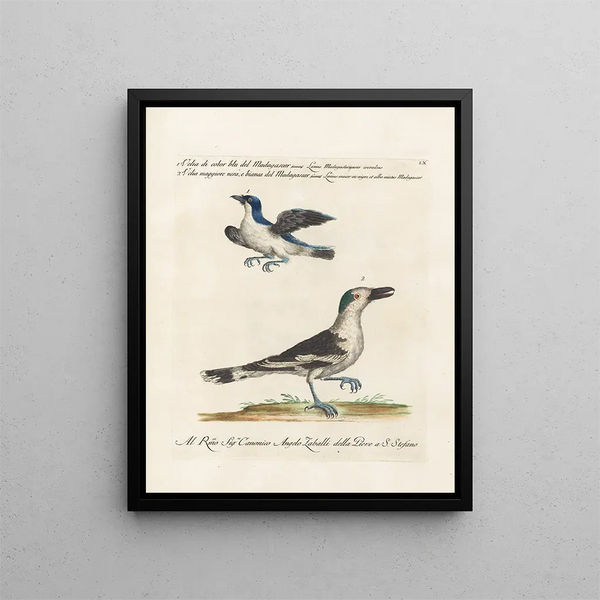 Ornithologie metodicamente digerito Pl060 - Saverio Manetti — quadro incorniciato alla parete