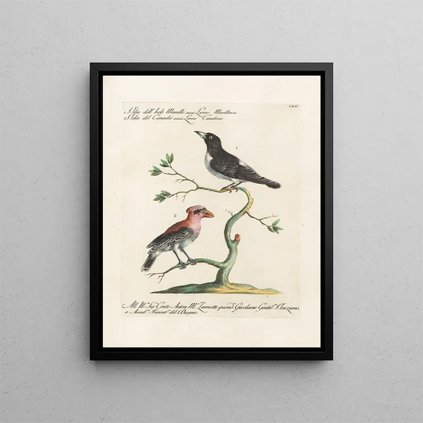 Ornithologie metodicamente digerito Pl062 - Saverio Manetti — quadro incorniciato alla parete
