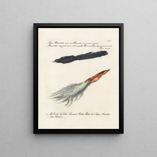 Saverio Manetti - Ornithologia methodice digesta Pl064.webp