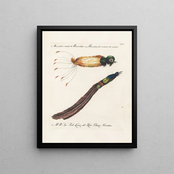 Ornithologie metodicamente digerito Pl065 - Saverio Manetti — quadro incorniciato alla parete