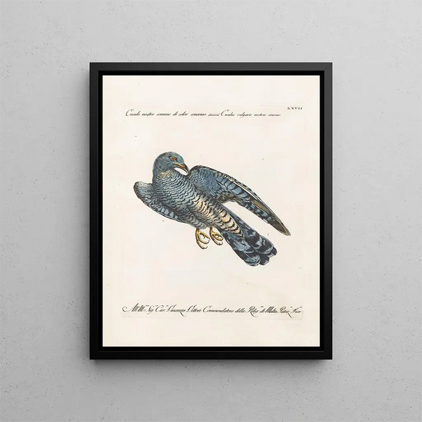 Ornithologie metodicamente digerito Pl067 - Saverio Manetti — quadro incorniciato alla parete