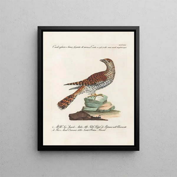 Ornithologie metodicamente digerito Pl068 - Saverio Manetti — quadro incorniciato alla parete